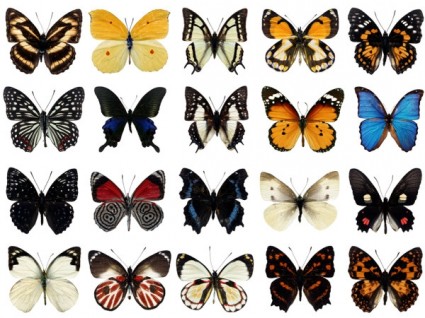 100 jenis kupu-kupu psd berlapis highdefinition