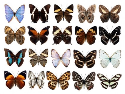 100 Arten von Schmetterlingen Psd Ebenen hoch