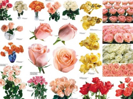 obraz 109 kolorowe róże