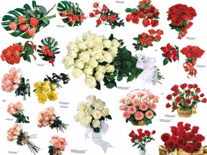 imagens de 109 rosas coloridas