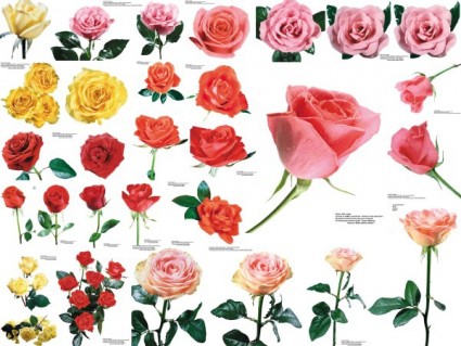 109 彩色的玫瑰花圖片