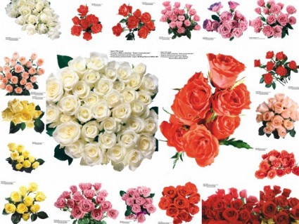 109 photos de roses colorées