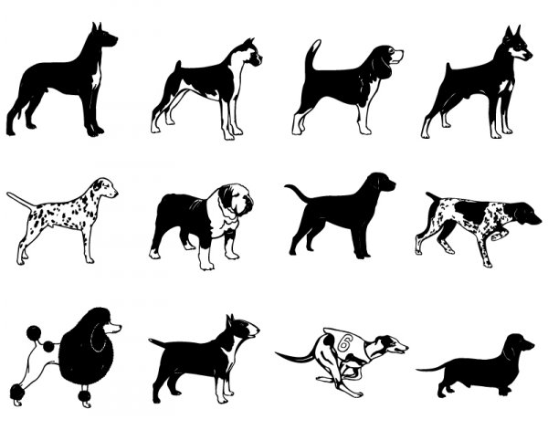 12 种不同的短头发的狗