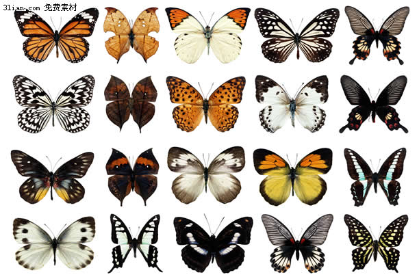 20 farfalla psd a strati di materiale