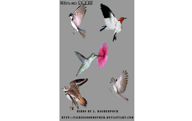 5 Hummingbird Psd Layered Material