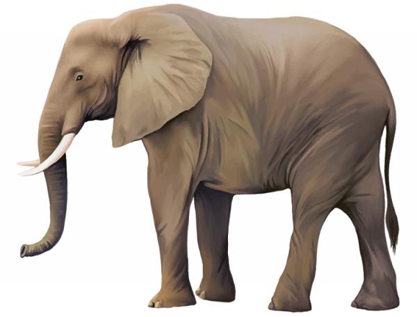 un éléphant brun