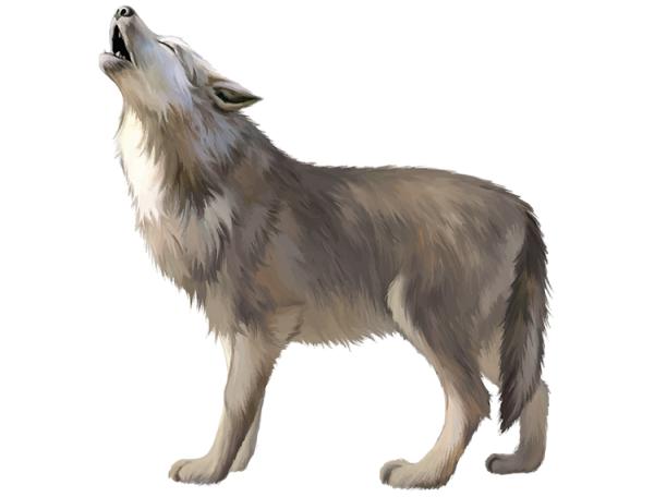 un fiero lupo