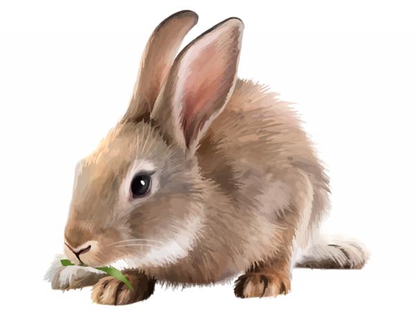 królik zjada trawy