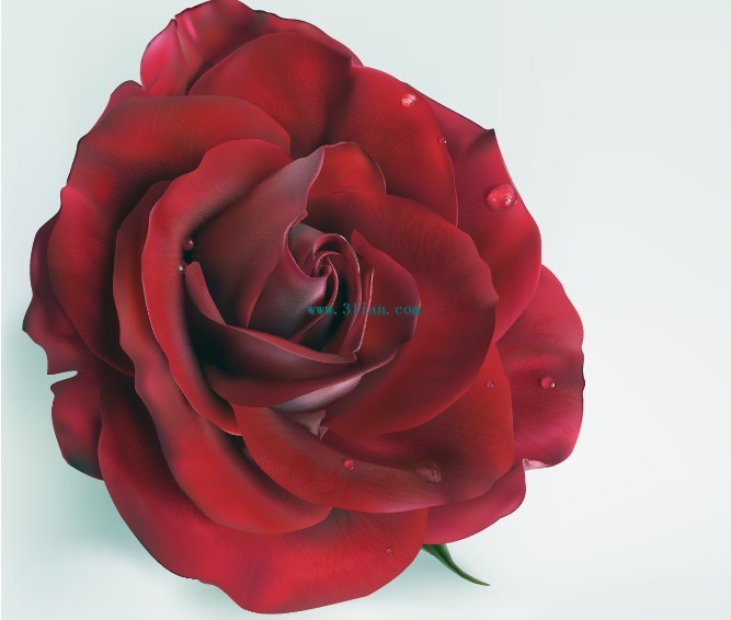 uma rosa vermelha