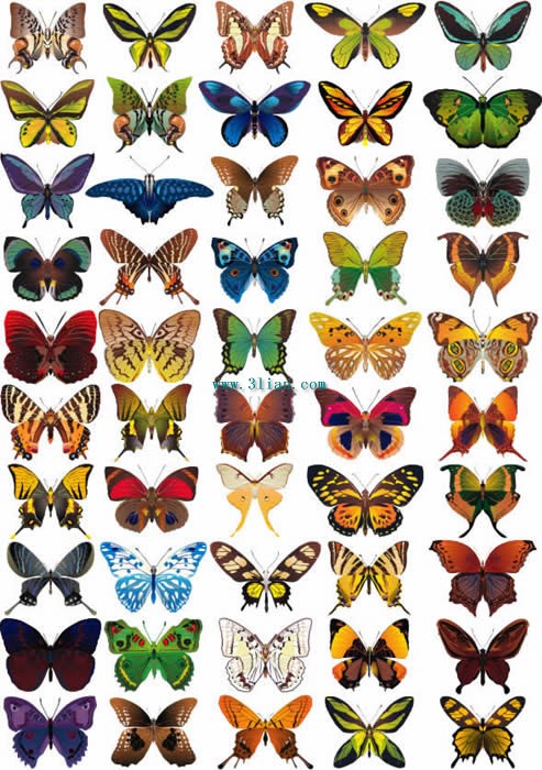eine Vielzahl von Schmetterlingen