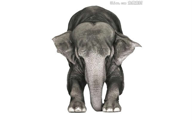 material do psd de elefante africano