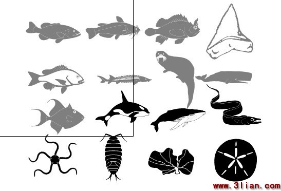 各种各样的海洋生活素描