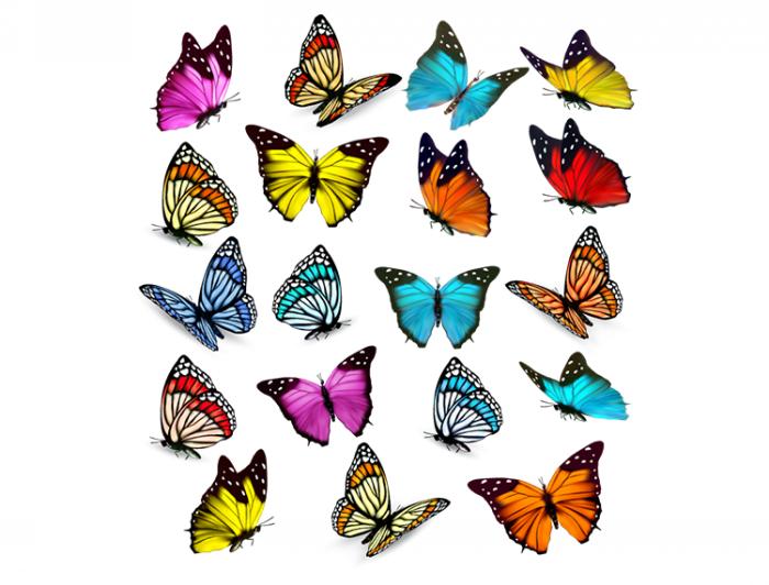 belle farfalle
