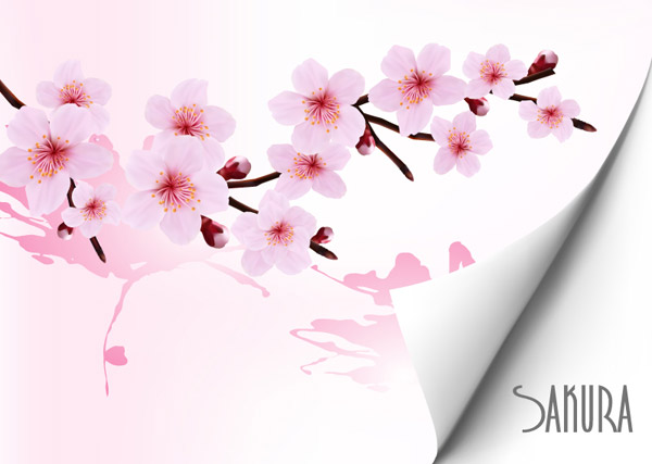 Beautiful Cherry Blossoms Background