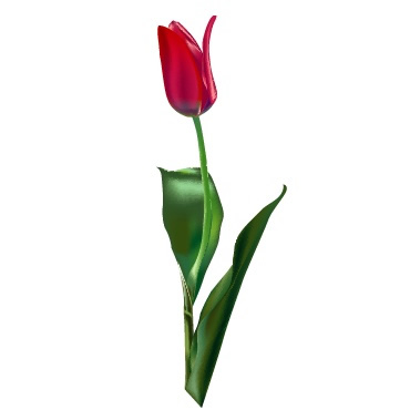 hermosos tulipanes