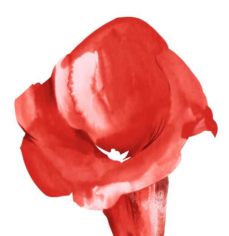 大紅花分層圖像
