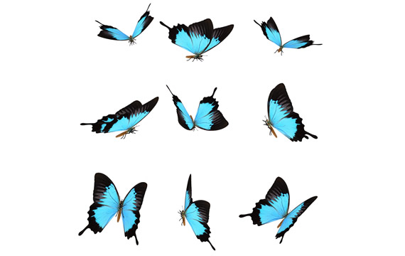 barang-barang png biru kupu-kupu
