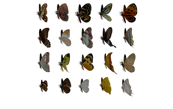 farfalla materiale png