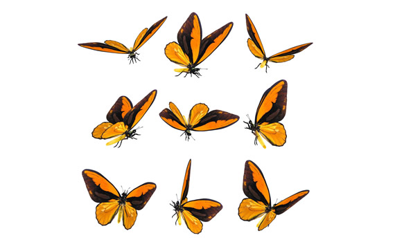 Butterfly Png Hd Material