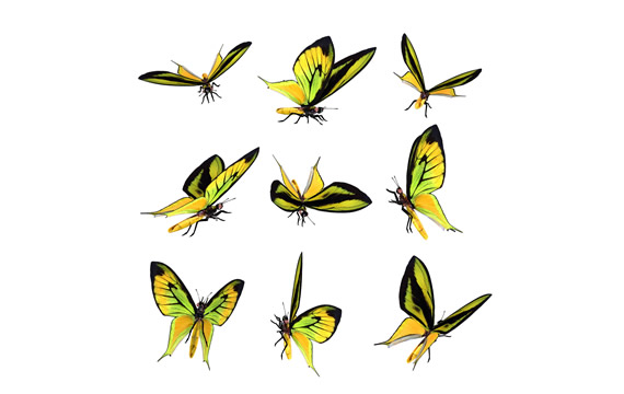 Schmetterling Png HD-material