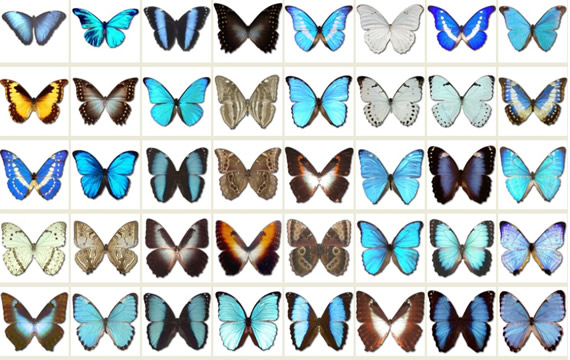 Butterfly Png Icon Material