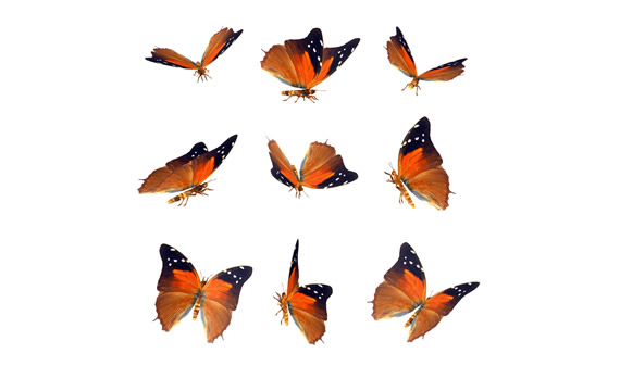 icone png della farfalla