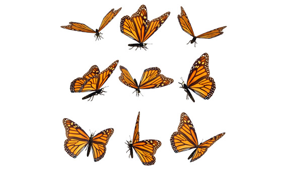 Butterfly Png Stuff