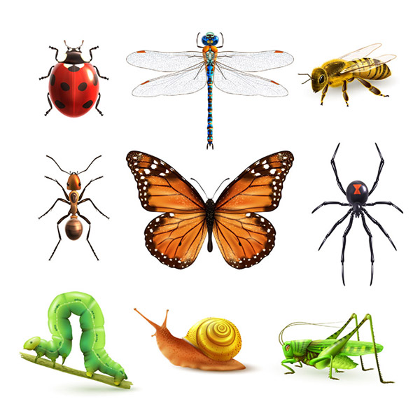 iconos de dibujos animados los insectos