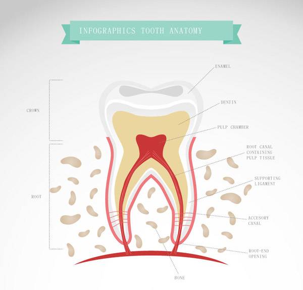 Cartoon Tooth Morphology And Anatomy
