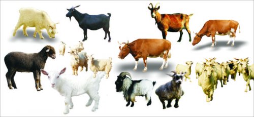 крупный рогатый скот и овец дизайн материал