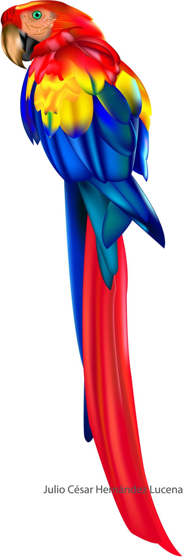 màu sắc một macaw