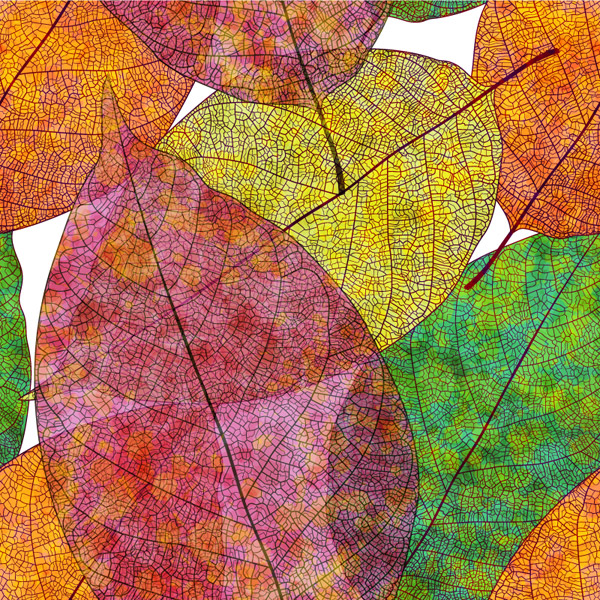 cartões de folhas coloridas