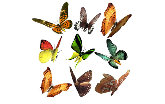 kupu-kupu berwarna-warni png barang