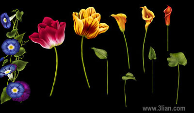 computer disegnato tulipani fiori morning glory