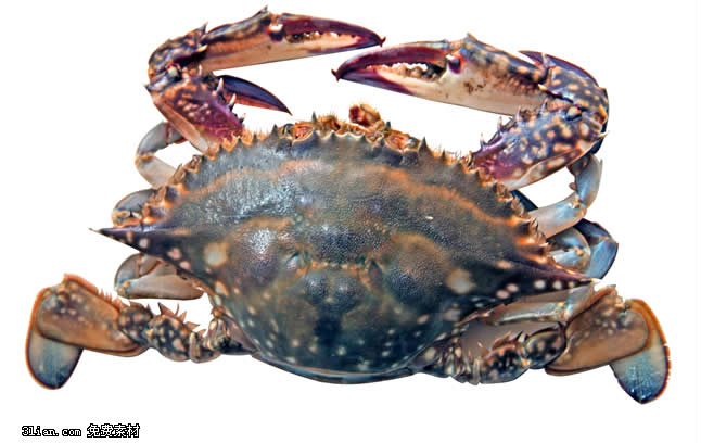 Crab Psd Layered Material