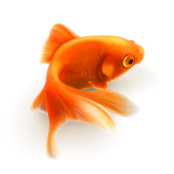 goldfish petit mignon