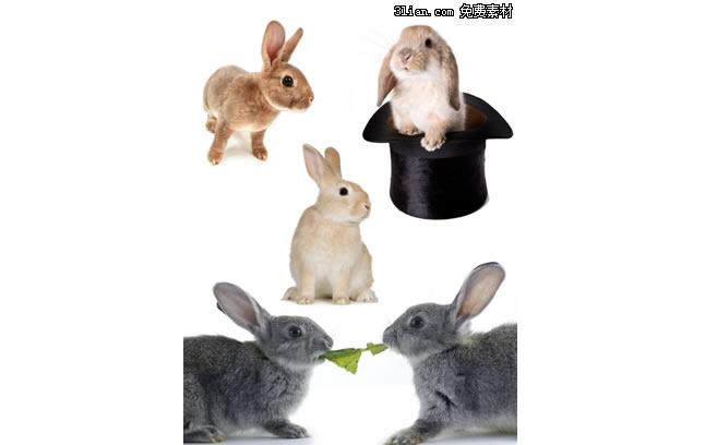 niedlichen Kaninchen Psd material