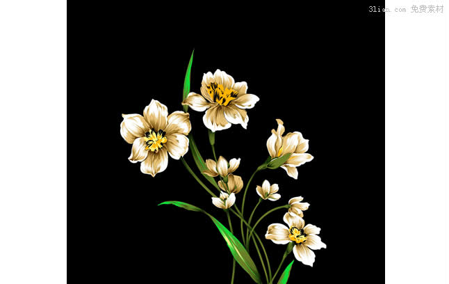 Daffodil Watercolor Psd Material