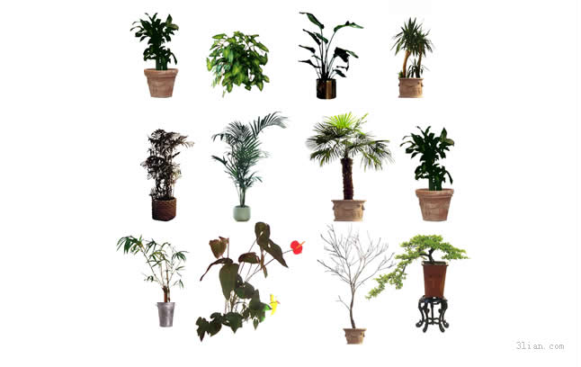 matériel de psd plante décorative