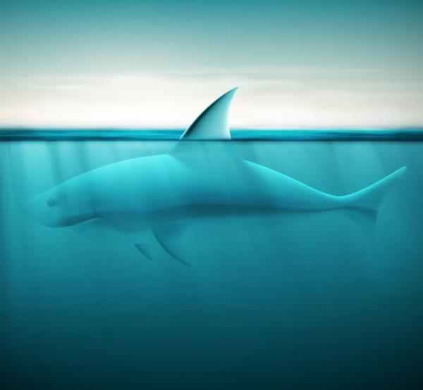 تصميم من أسماك القرش المحيطية