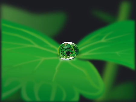 Dew On A Lotus Leaf