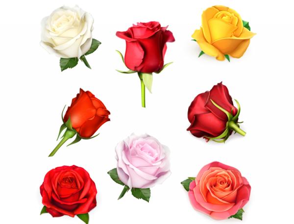 diferentes cores de rosas