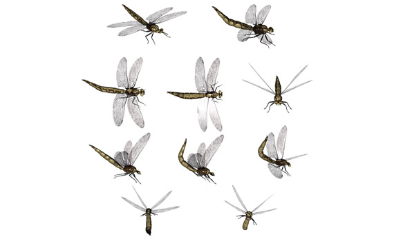 Dragonfly Png Stuff