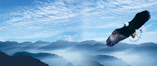 Eagle Wings Background Psd Material