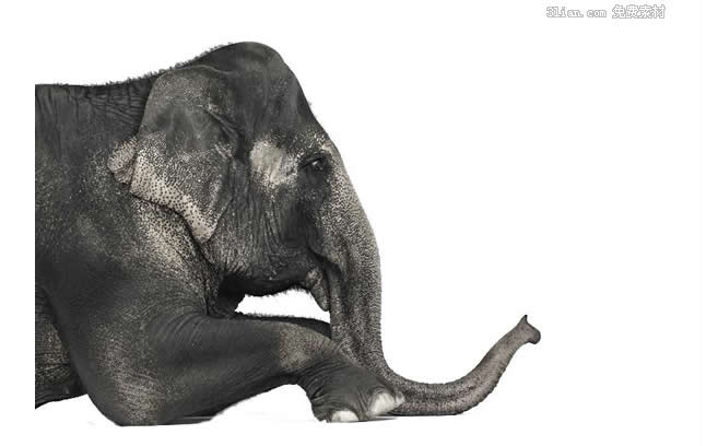material do psd de elefante