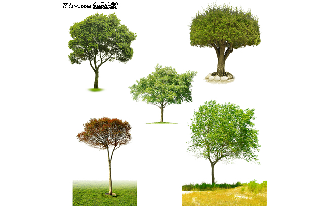 пять деревьев psd материал