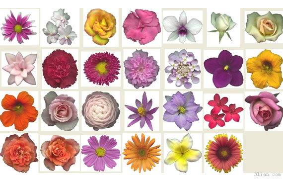 Flowers Png Transparent Material