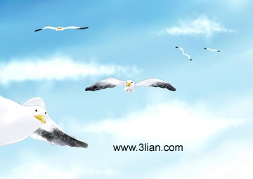Flying Sea Gulls