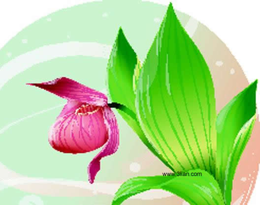 folium Angelicae vecteur fleur