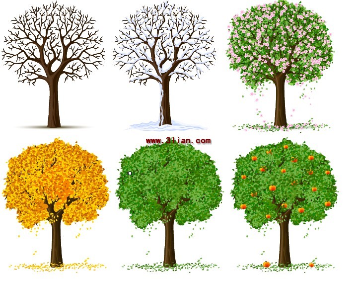 drzewo cztery pory roku